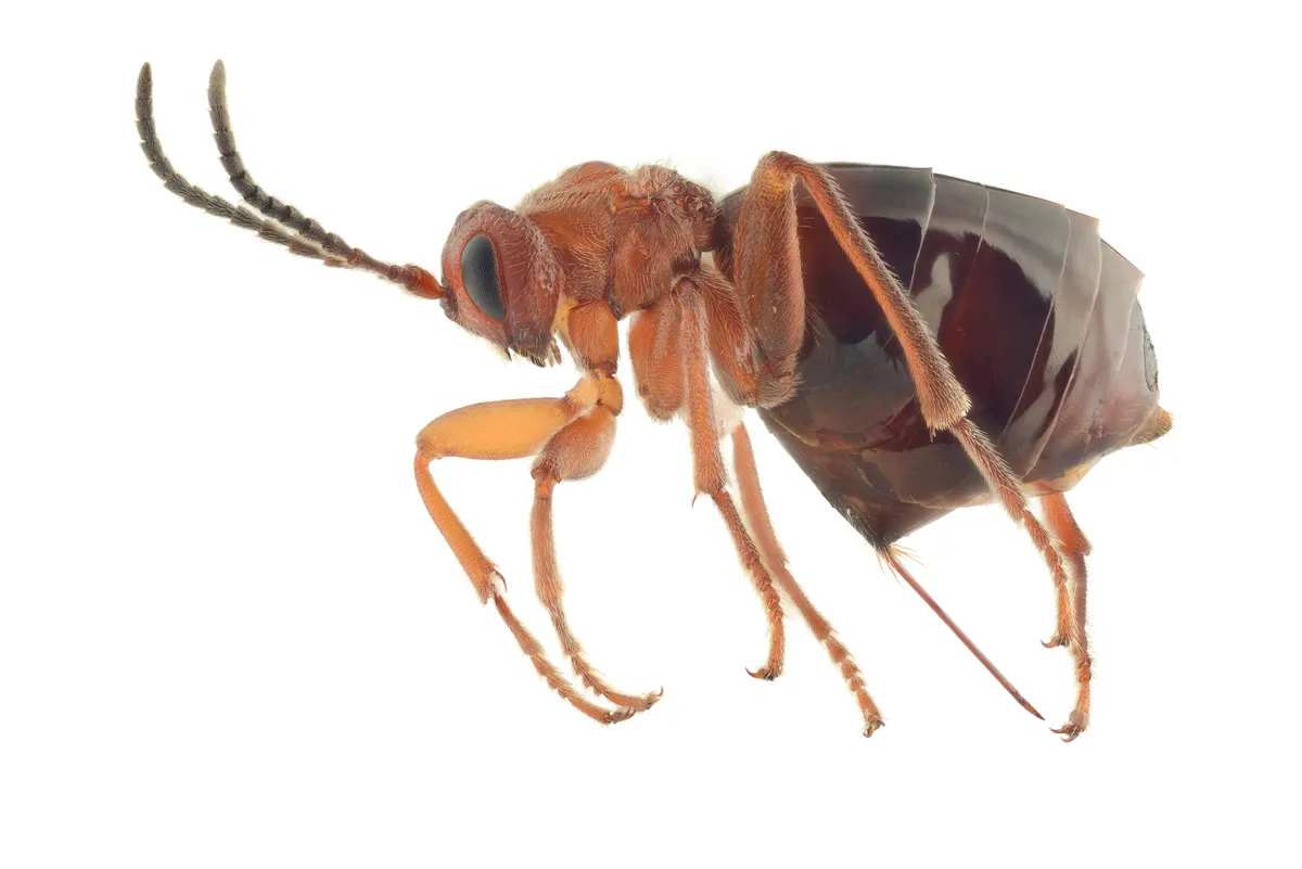 Avispa de Agallas de Roble