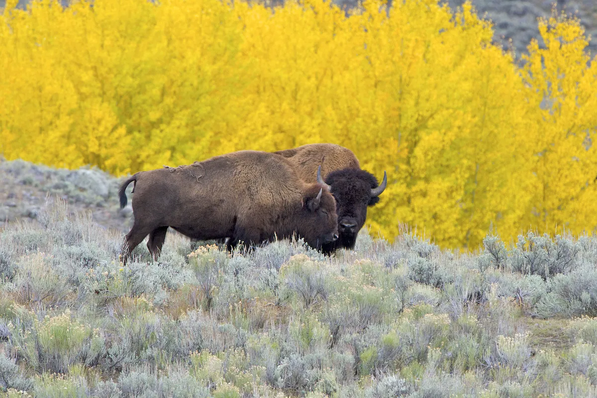 American Bison