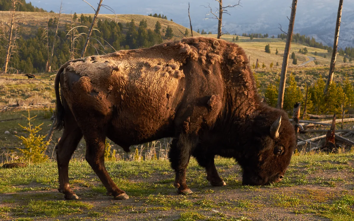 American Bison