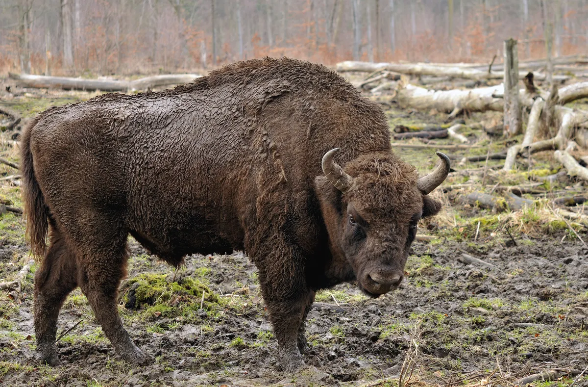 American Bison