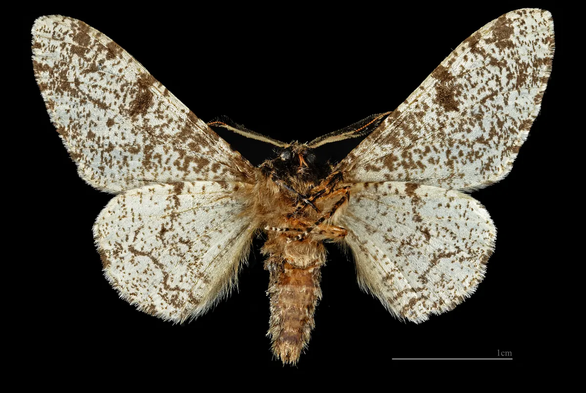 Biston betularia