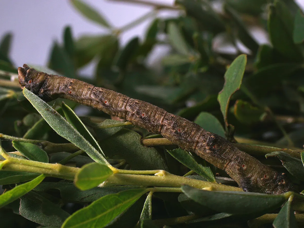 Geómetra de Pimienta y Sal