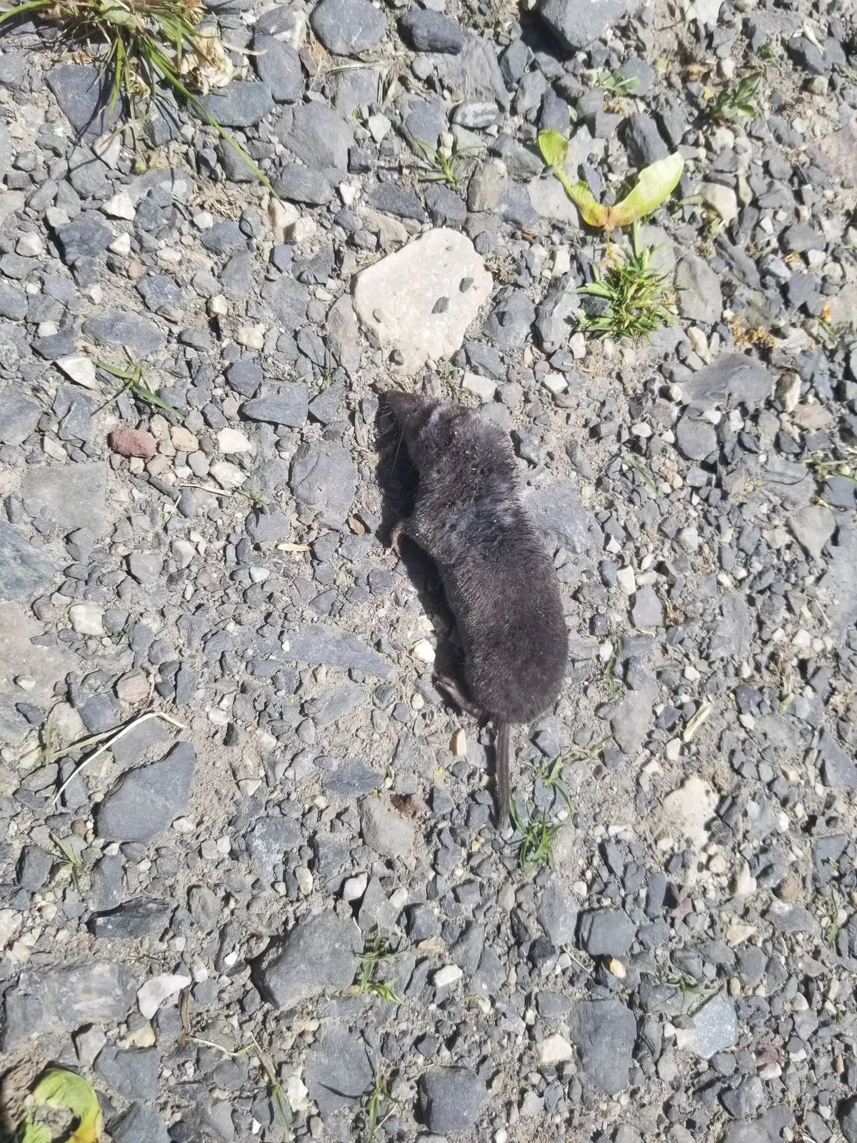 Musaraña de Cola Corta del Norte