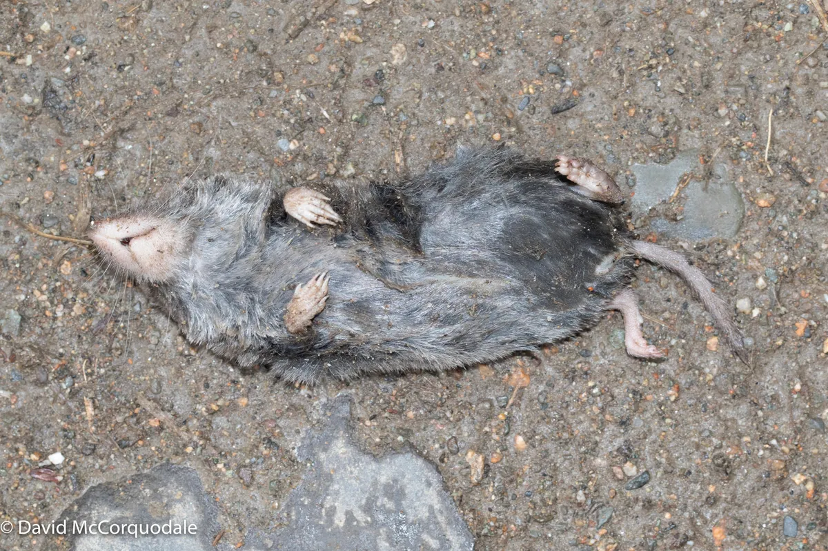 Musaraña de Cola Corta del Norte