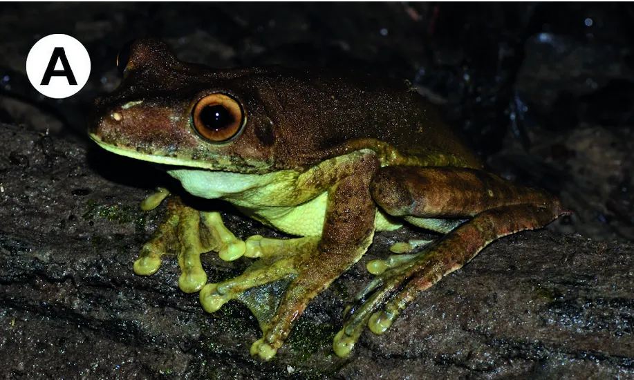 Rana de Pies de Pato