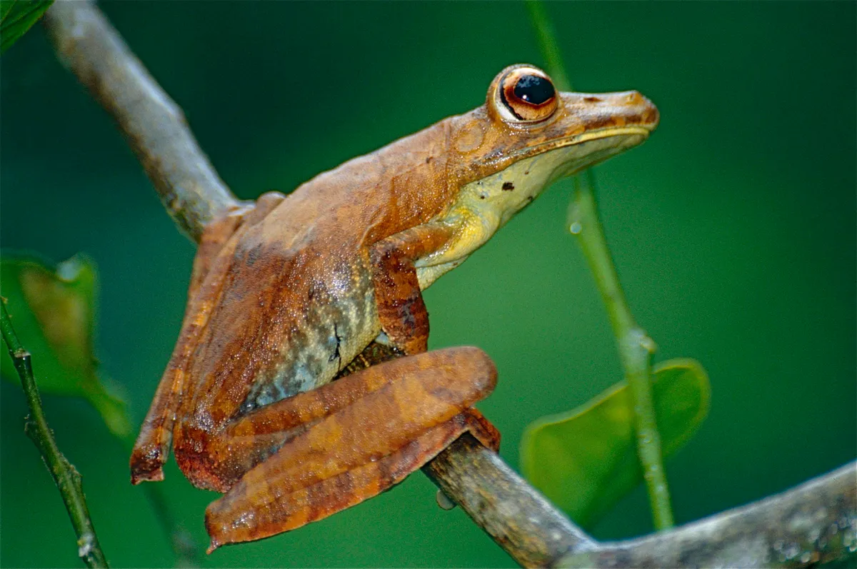 Rana de Pies de Pato