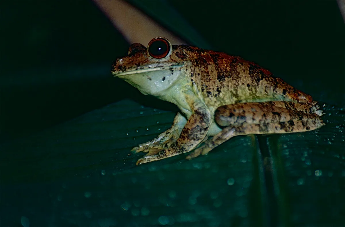 Rana de Pies de Pato