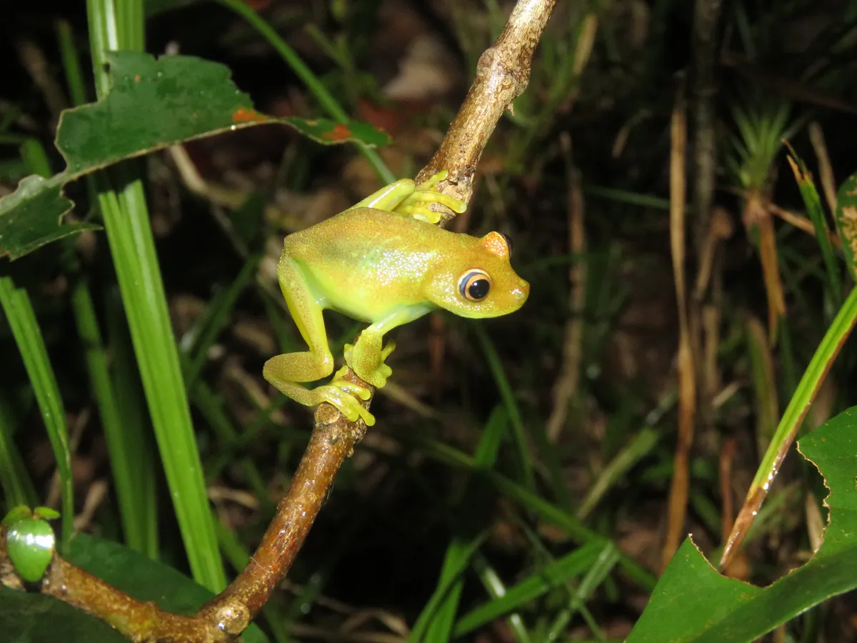 Demerara Falls Treefrog