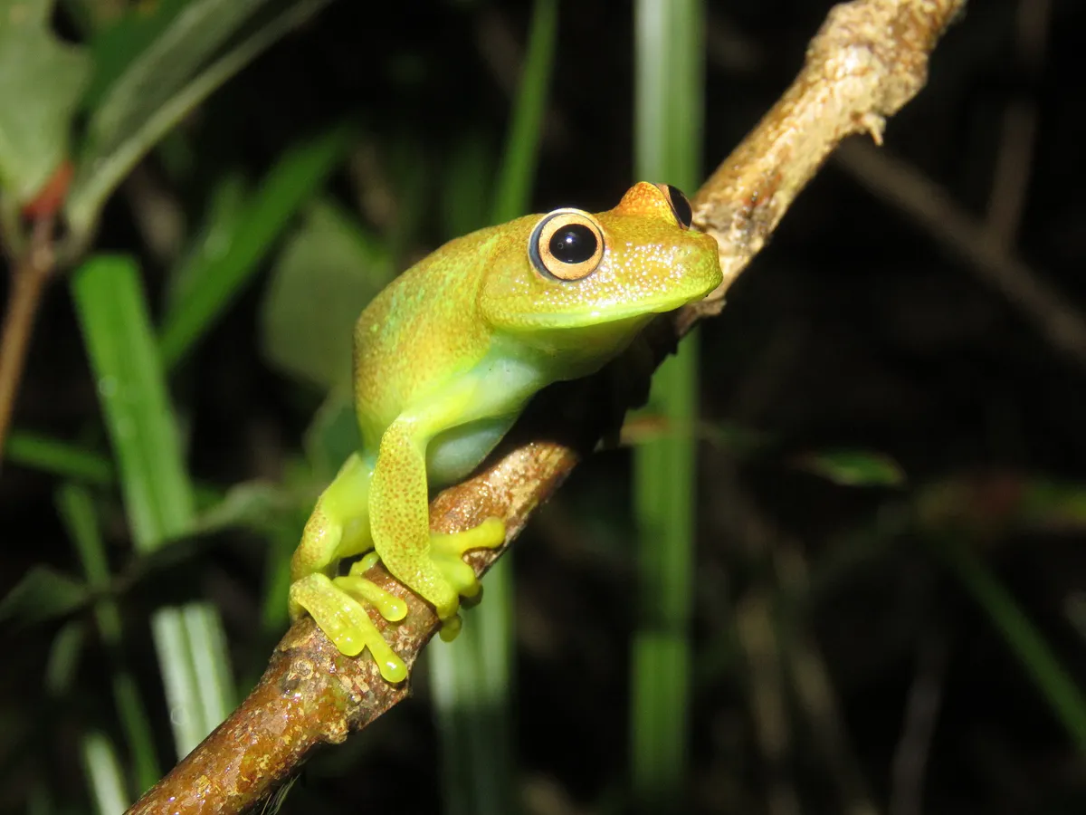 Demerara Falls Treefrog
