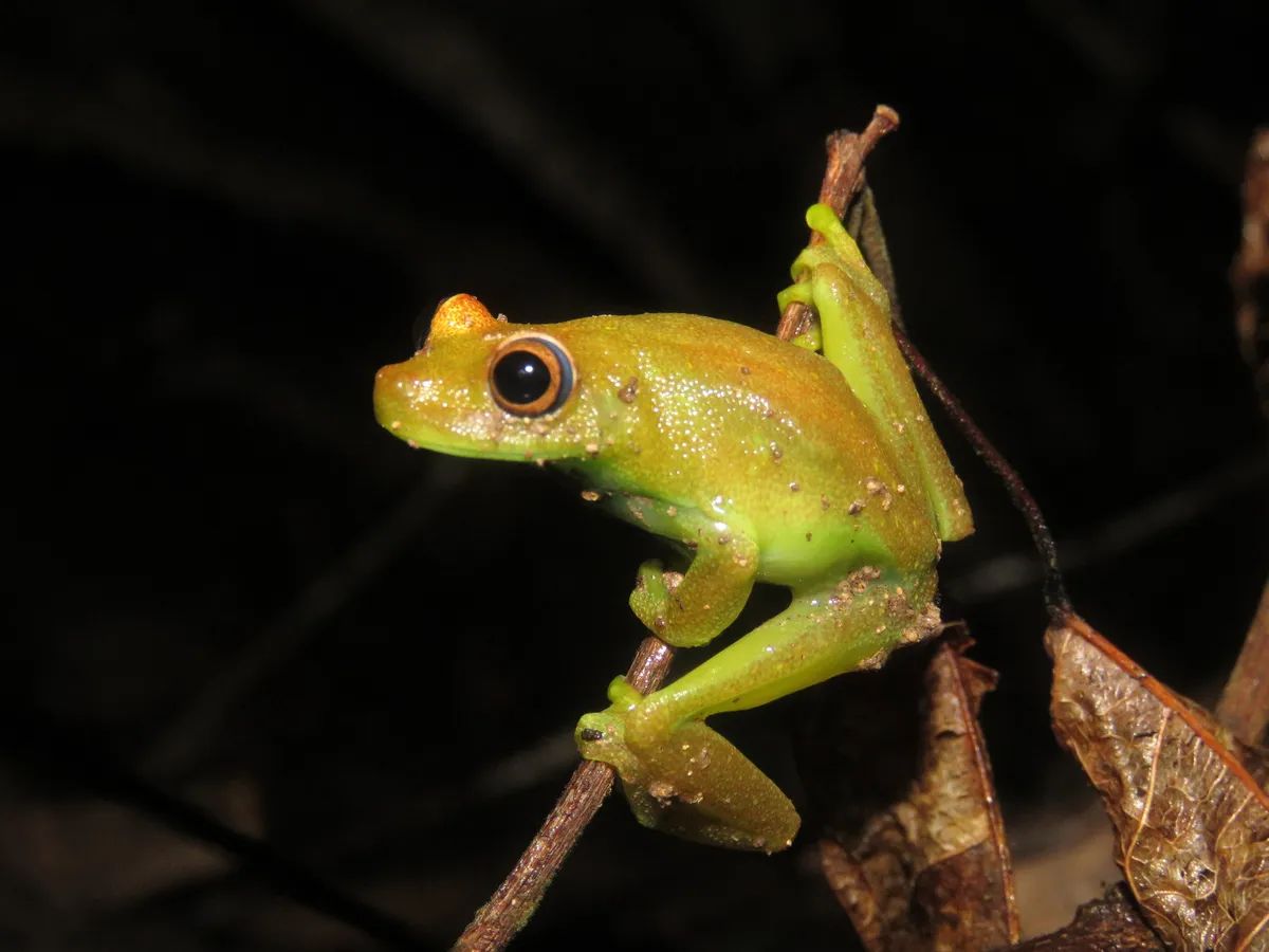 Demerara Falls Treefrog