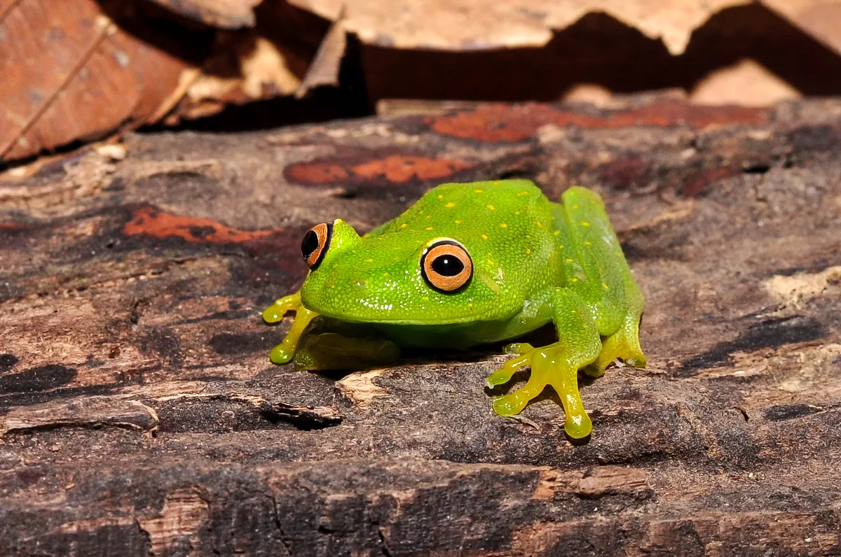 Demerara Falls Treefrog