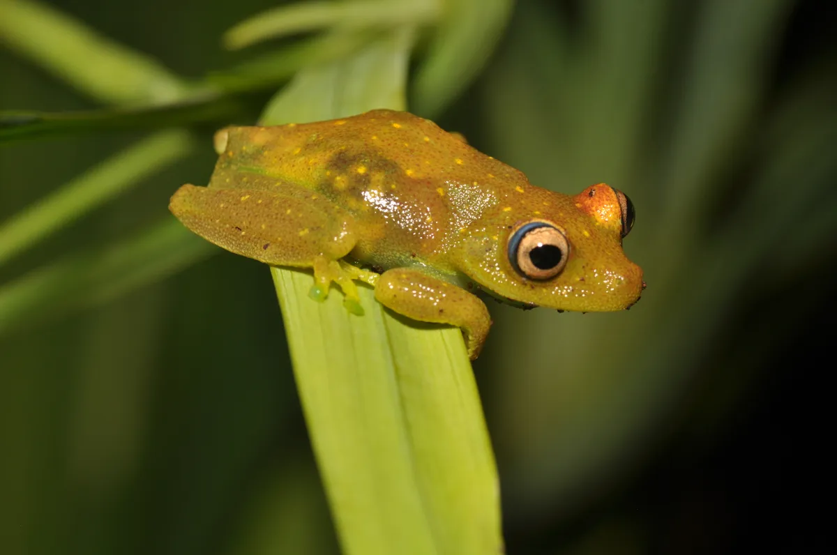 Demerara Falls Treefrog