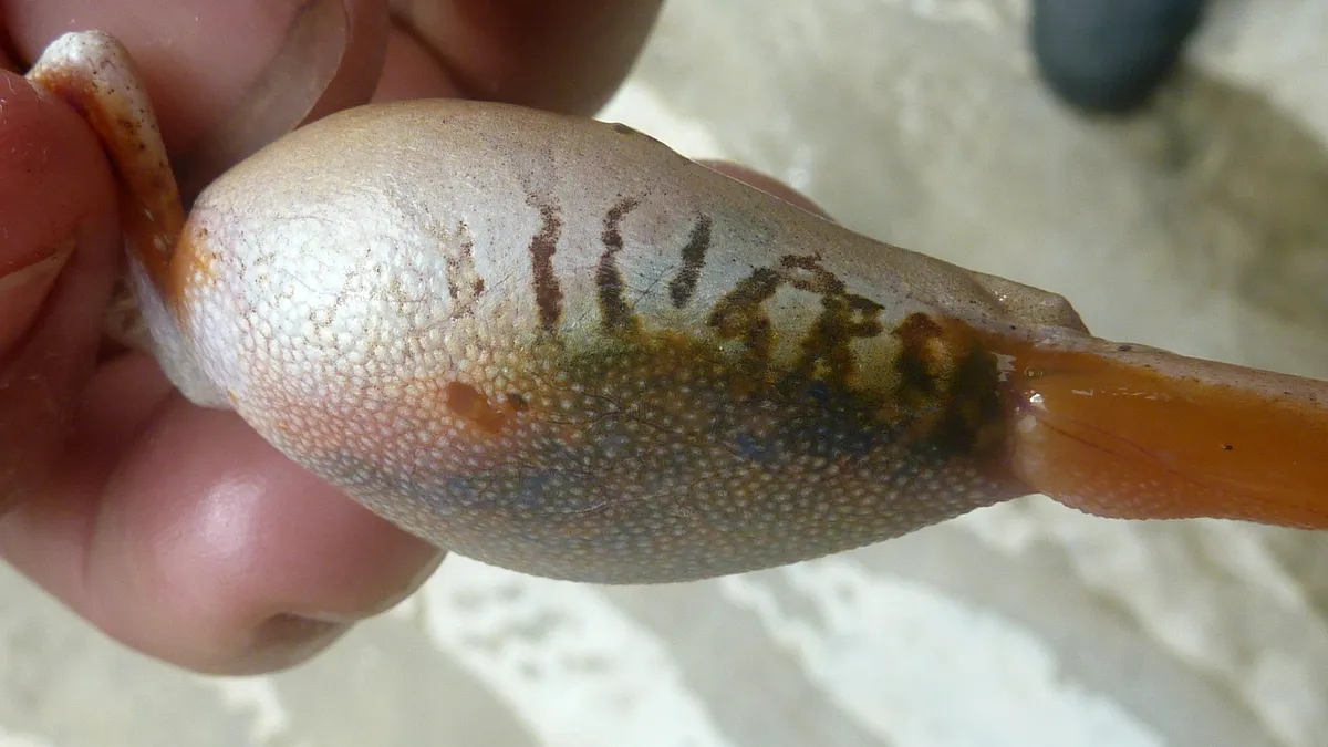 Rana Arbórea de Ojos de Esmeralda