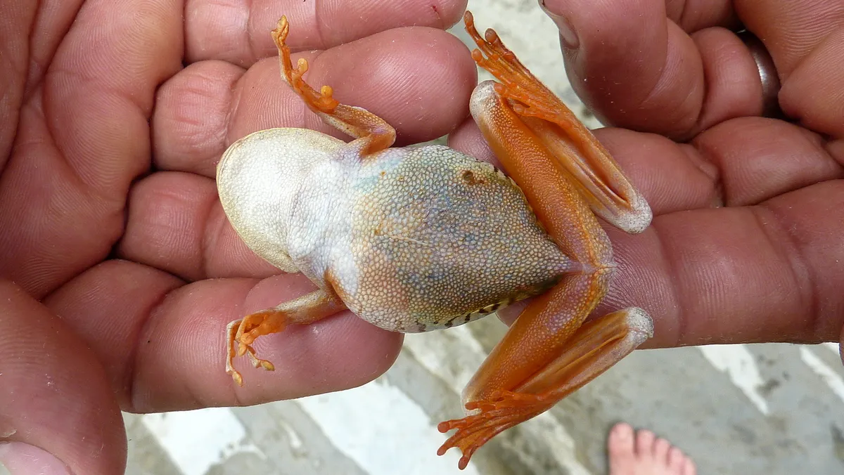 Rana Arbórea de Ojos de Esmeralda