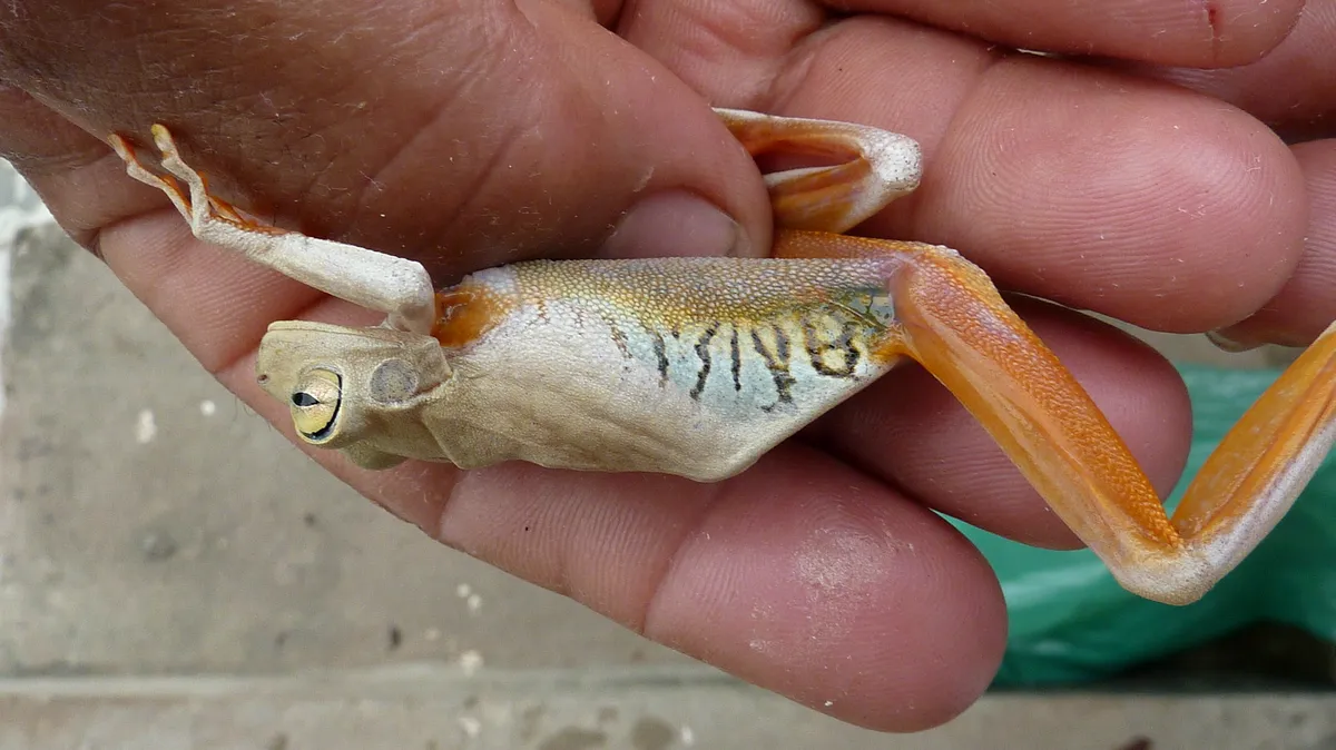 Rana Arbórea de Ojos de Esmeralda