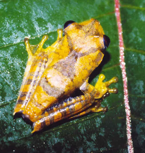 Rana Arborea Geográfica