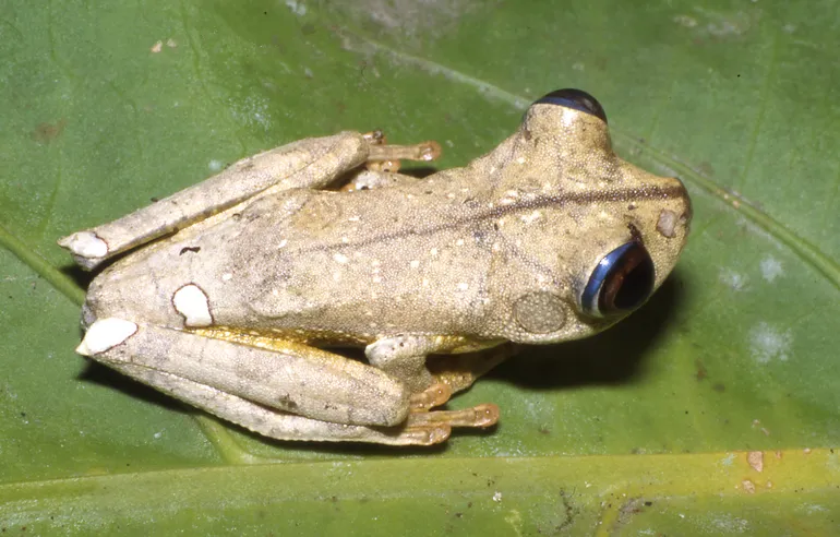 Rana Arborea Geográfica