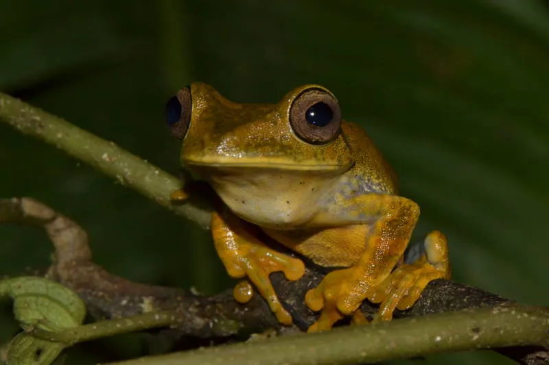 Rana Arborea Geográfica