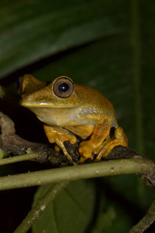 Rana Arborea Geográfica