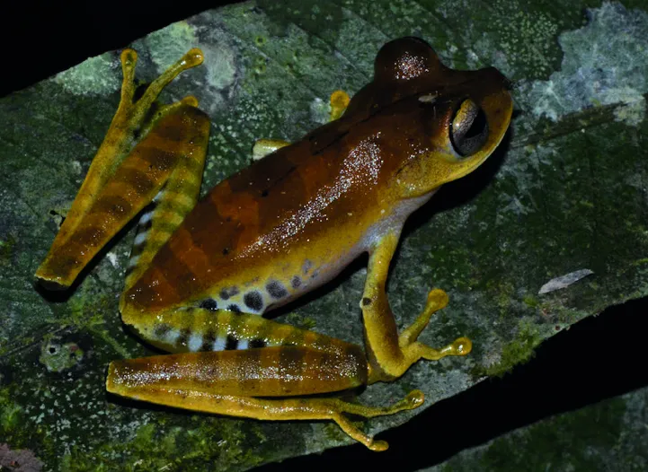 Rana Hoja Lanceolada Común