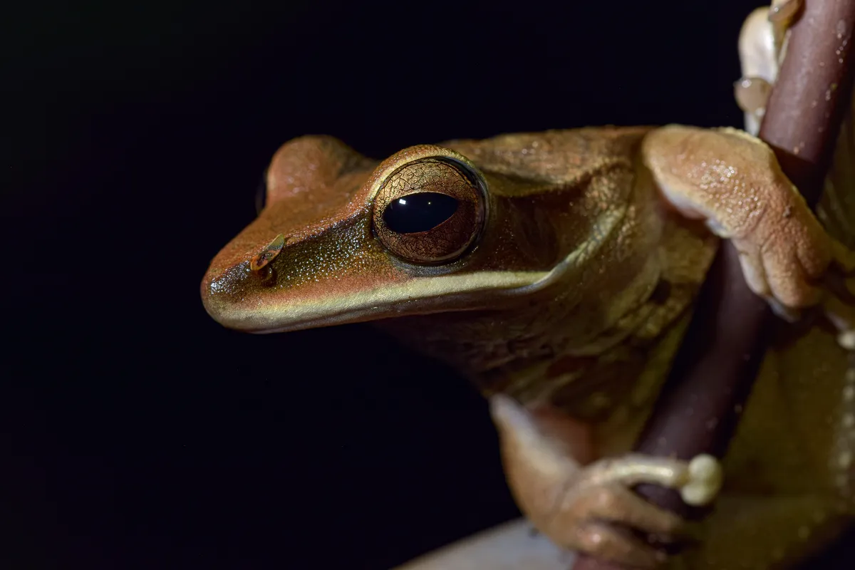Rana Hoja Lanceolada Común