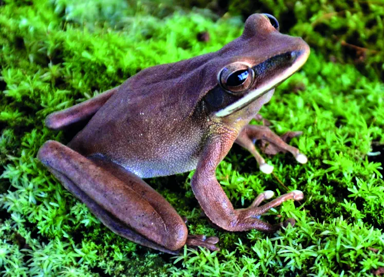 Rana Hoja Lanceolada Común