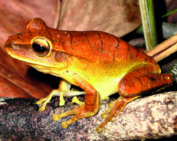 Rana Hoja Lanceolada Común