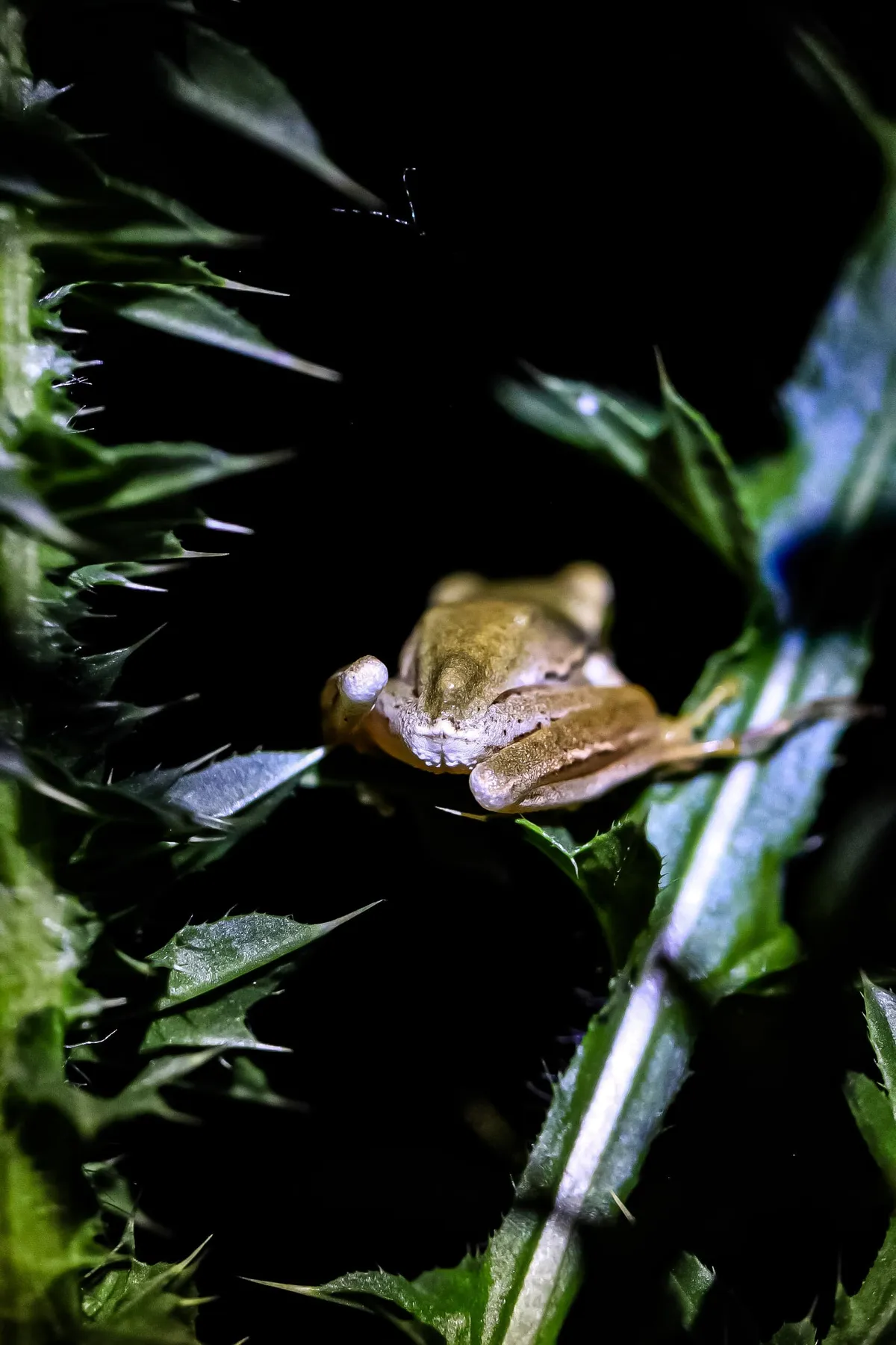 Rana Arborea de Montevideo