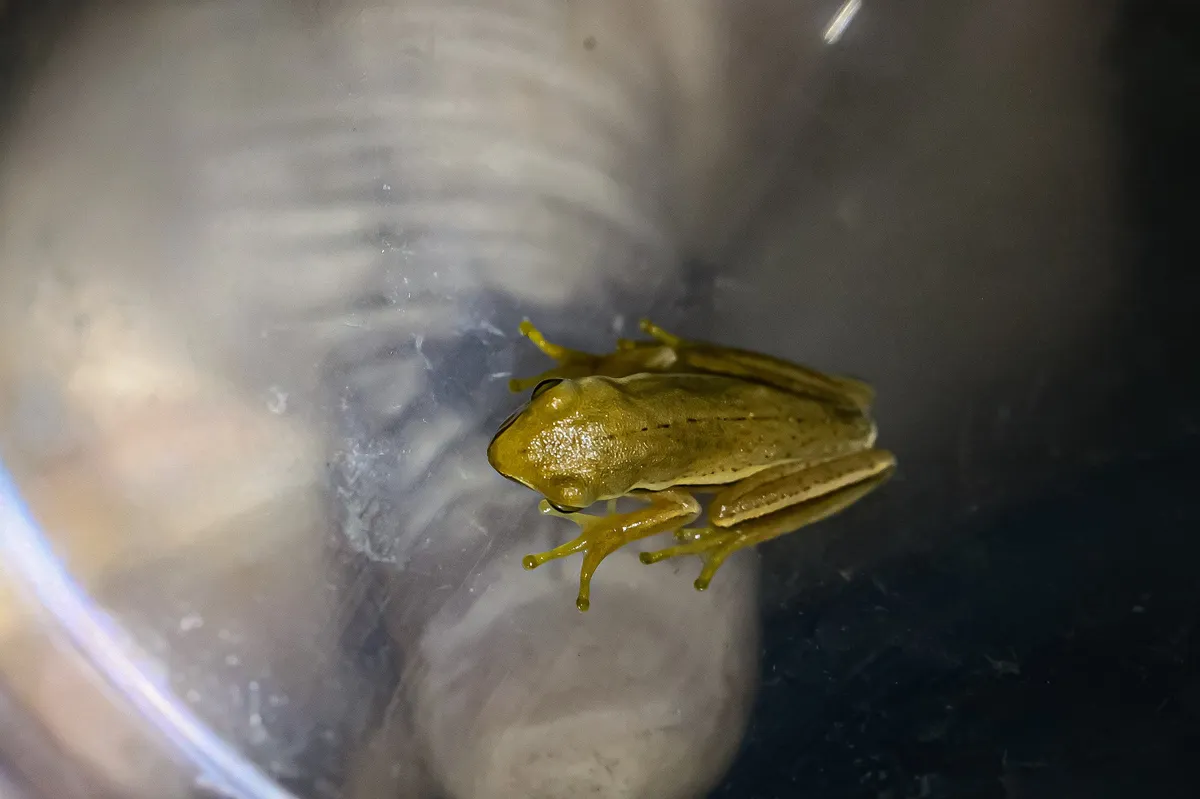 Rana Arborea de Montevideo