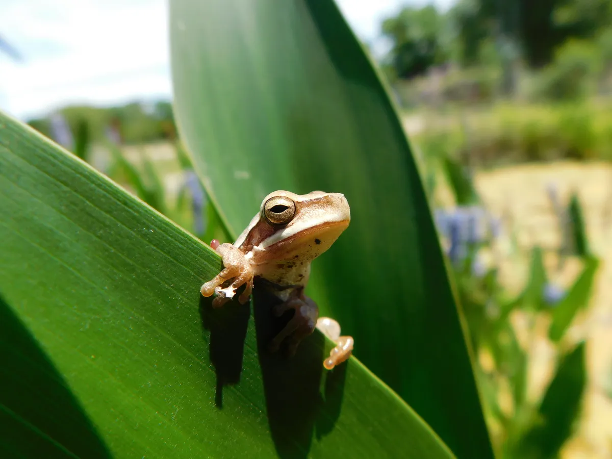 Rana Arborea de Montevideo