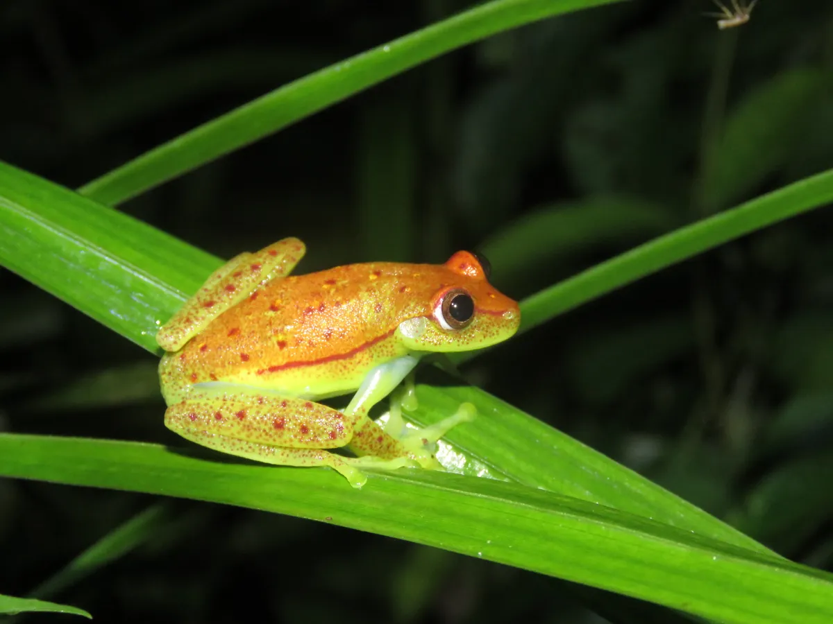 Rana Arborícola de Lunares