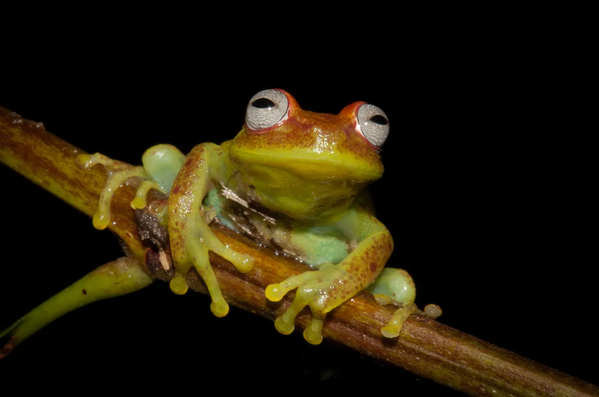 Rana Arborícola de Lunares