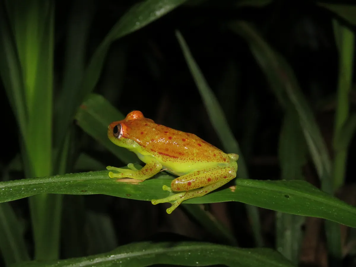Rana Arborícola de Lunares