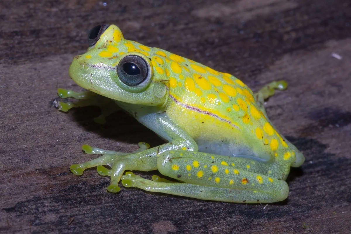 Rana Arborícola de Lunares
