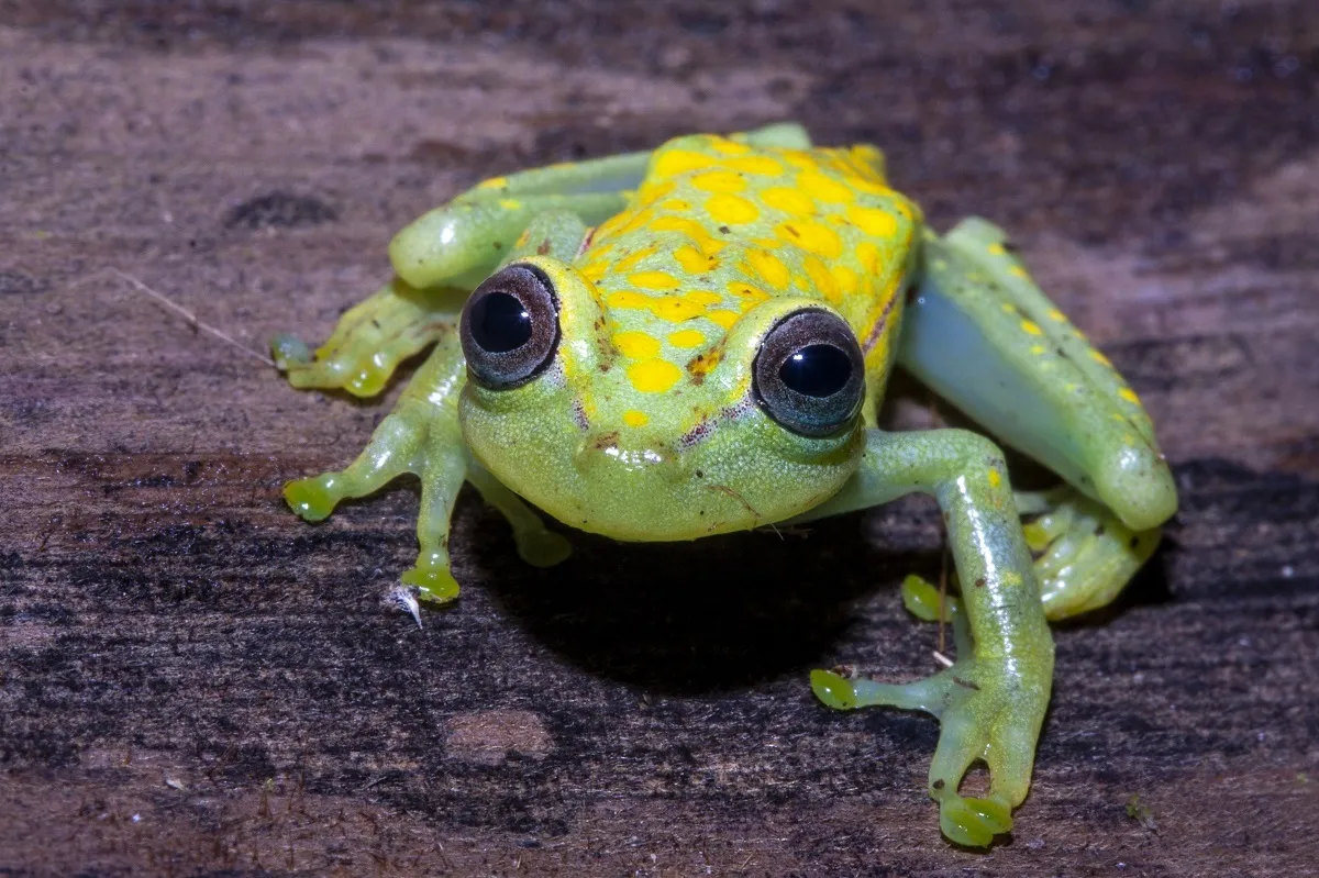 Rana Arborícola de Lunares