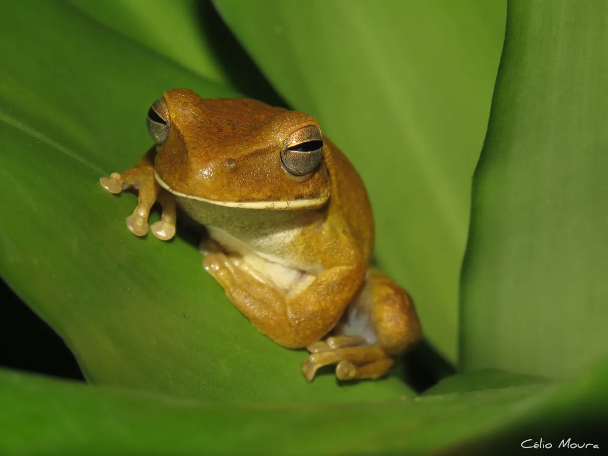 Rana Arborea del Chaco