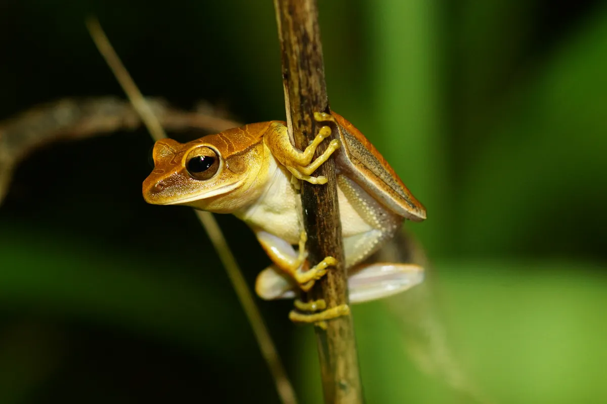 Rana Arborea del Chaco