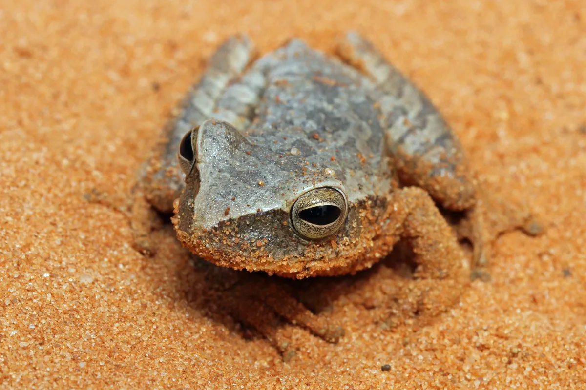 Rana Arborea del Chaco