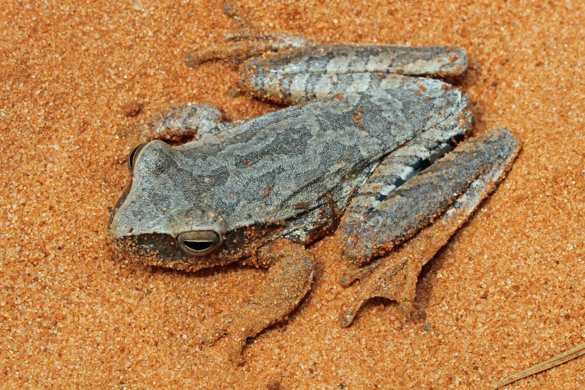 Rana Arborea del Chaco