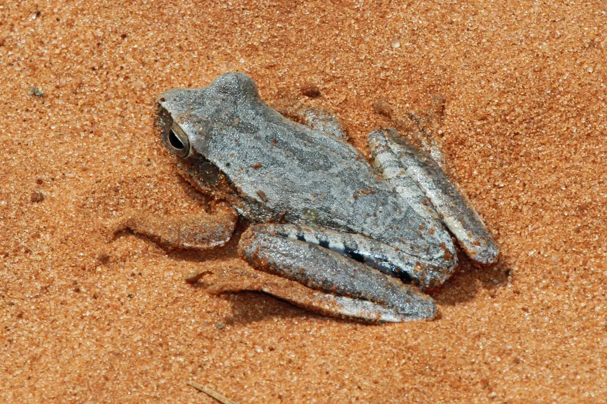 Rana Arborea del Chaco