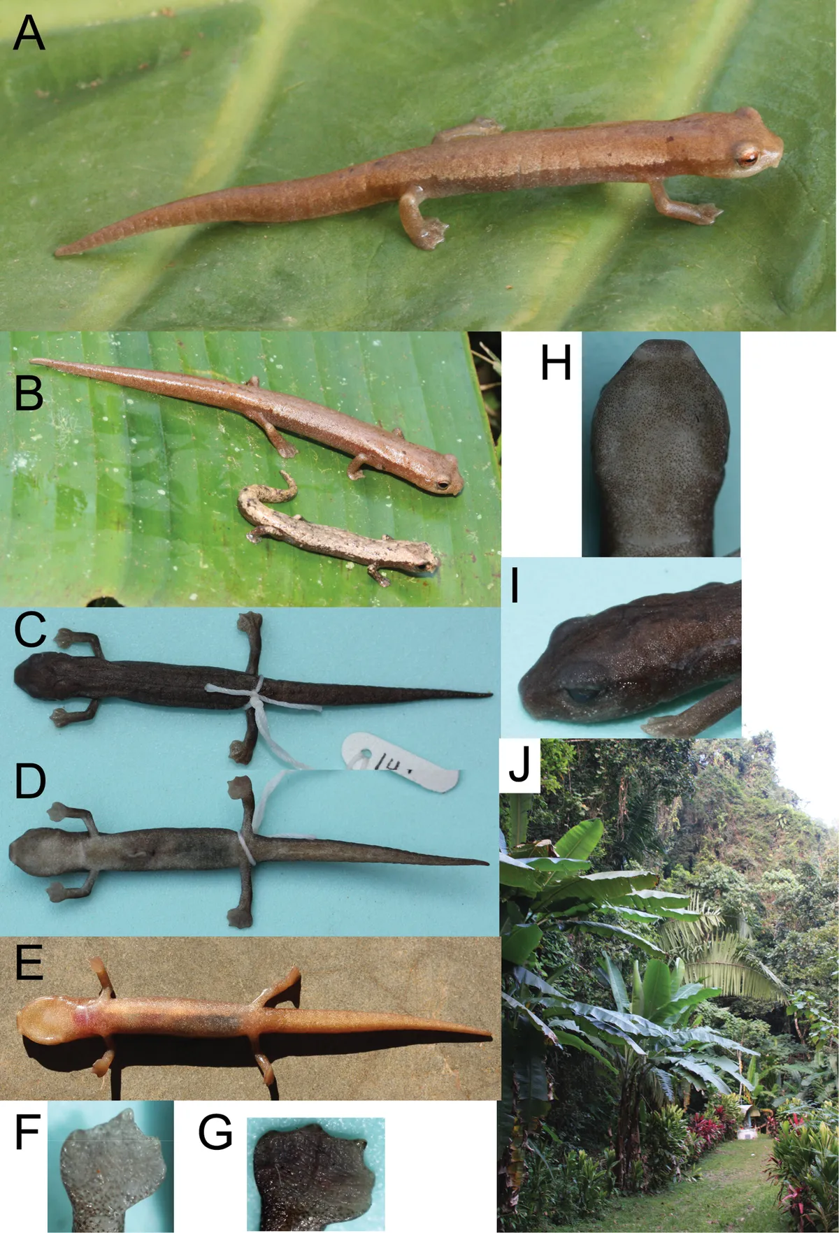 Northern Banana Salamander