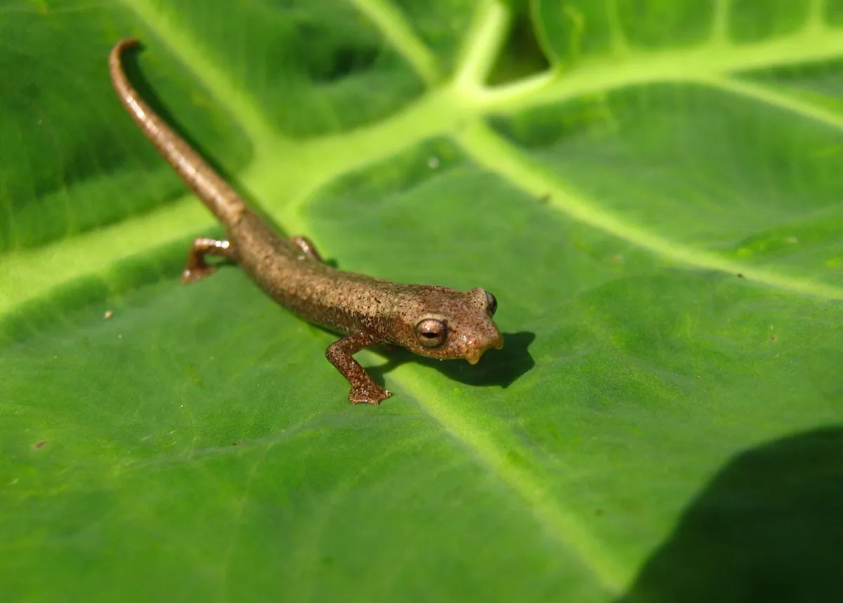 Northern Banana Salamander