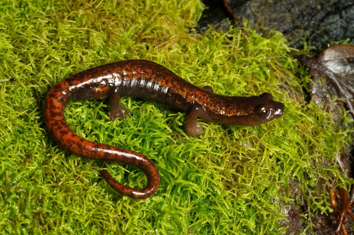 La Palma Salamander