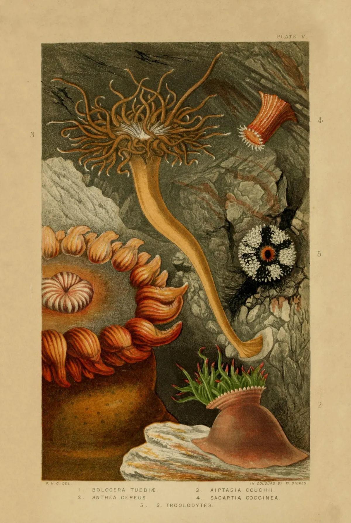 Anémona de Mar Profunda