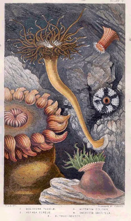 Anémona de Mar Profunda