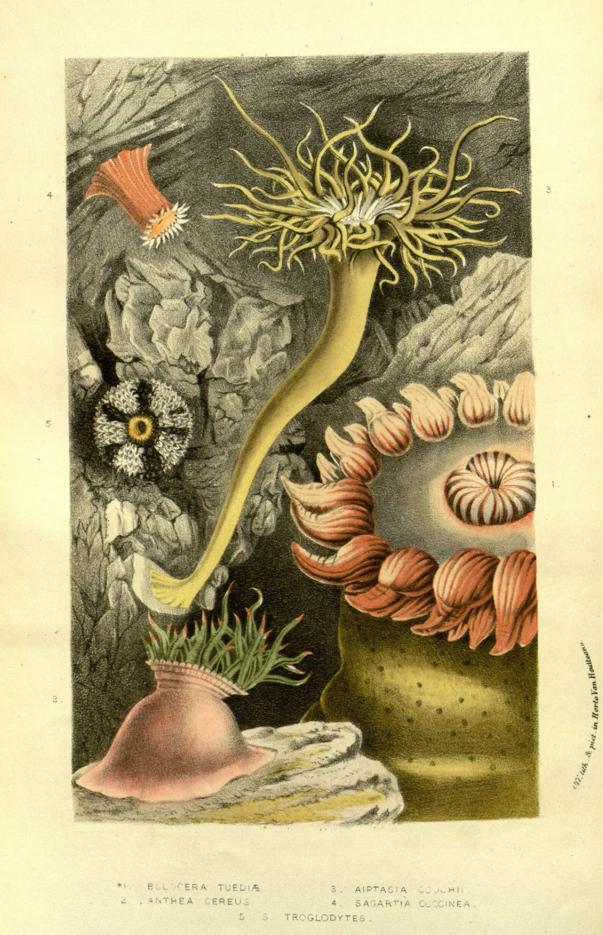 Anémona de Mar Profunda