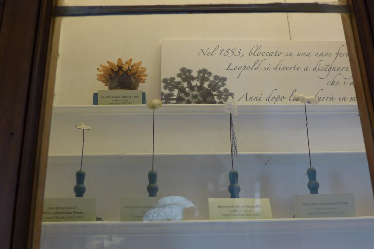 Anémona de Mar Profunda