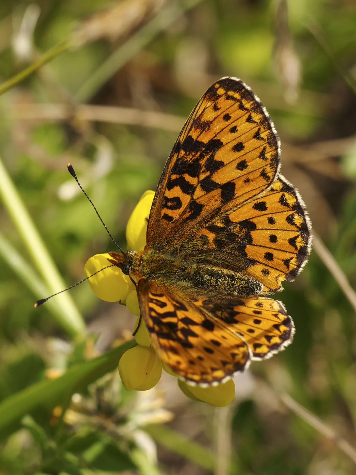 Boloria selene