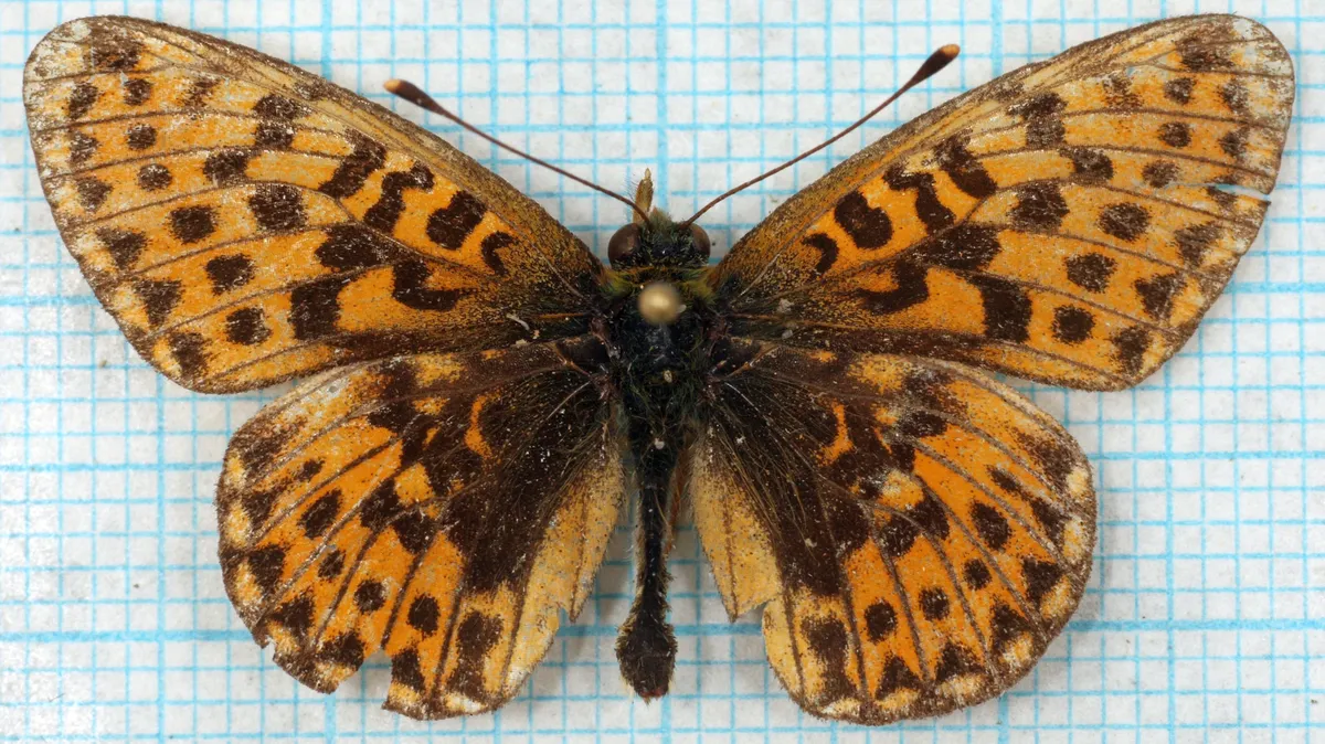 Small Pearl-bordered Fritillary