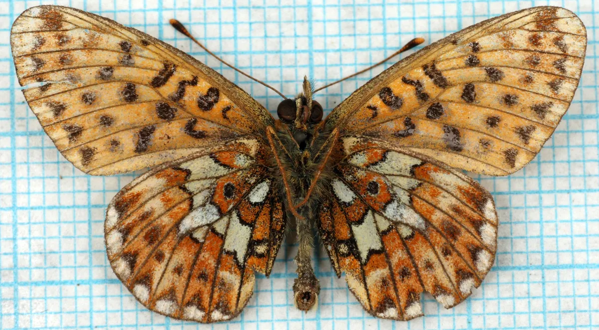Small Pearl-bordered Fritillary